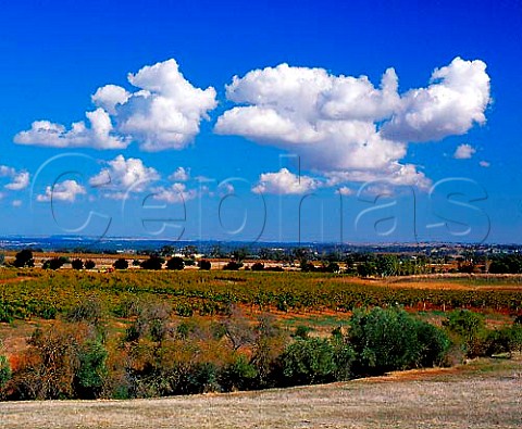 Vineyard near Tanunda South Australia     Barossa Valley