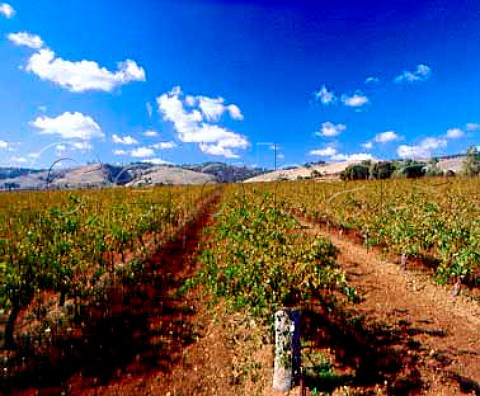 Cabernet Sauvignon vineyard near Tanunda   South Australia    Barossa Valley