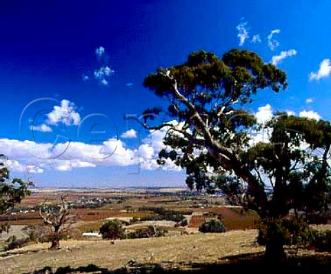 View from Menglers Hill over the Barossa Valley   near Tanunda South Australia