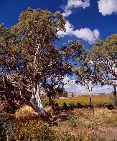 Gum trees on the banks of Jacobs Creek from which Orlando took the name for its world famous wine brand  Rowland Flat South Australia   Barossa Valley