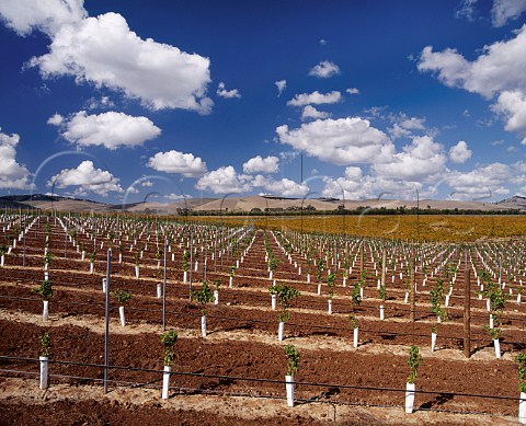 Newly planted section of the Centenary Hill Shiraz   vineyard of Orlando Rowland Flat South Australia    Barossa Valley