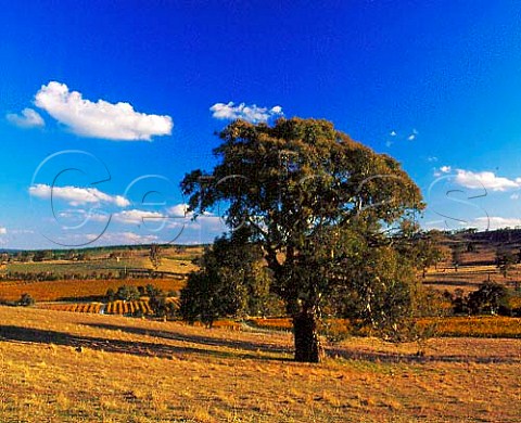 Gum tree amidst the vineyards on Mountadam estate   Eden Valley South Australia      Eden Valley