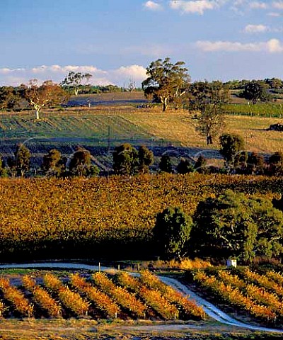 Autumnal vineyards on Mountadam estate   Eden Valley South Australia   Eden Valley