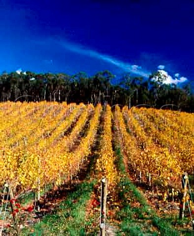 Autumnal Pinot Noir vineyard of Nepenthe  Lenswood South Australia   Adelaide Hills