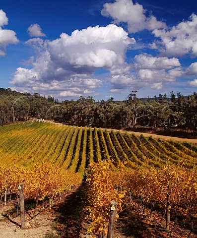 Autumnal Sauvignon Blanc vineyard of Nepenthe   Lenswood South Australia   Adelaide Hills