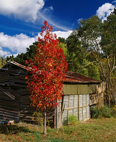 Autumnal tree by old corrugatediron roofed barn Lenswood South Australia   Adelaide Hills