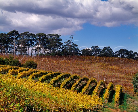 Lenswood Vineyards in the autumn Lenswood South Australia   Adelaide Hills