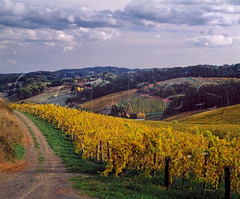 Henschke Lenswood vineyard in the autumn   Lenswood South Australia   Adelaide Hills