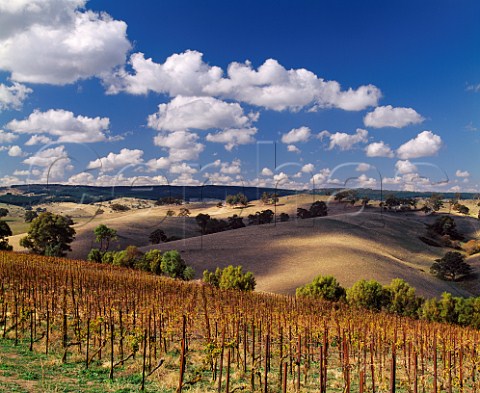 Steingarten vineyard of Orlando at an   altitude of 490 metres in the Barossa Ranges east of Rowland Flat South Australia    Barossa Valley