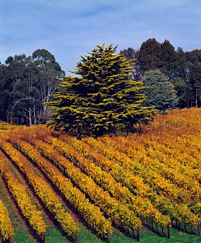 Autumnal Tiers vineyard of Tapanappa   Piccadilly South Australia Adelaide Hills