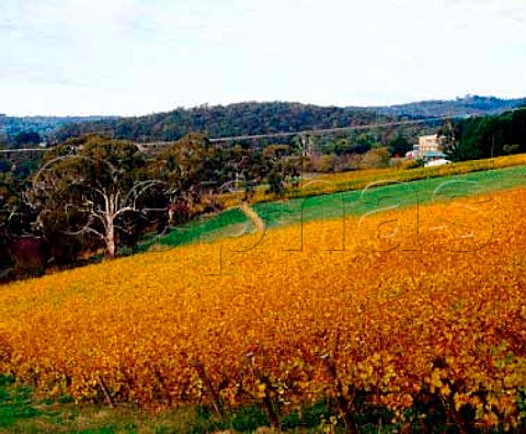 Autumnal Morialta Vineyard the block in the   distance is from where Jeffrey Grosset sources his   Sauvignon Blanc grapes   Norton Summit  South Australia   Adelaide Hills