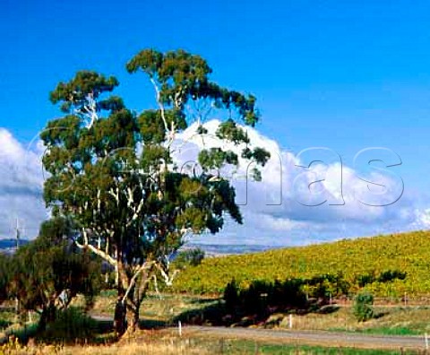 Gum tree by autumnal vineyard Blewitt Springs   South Australia      McLaren Vale