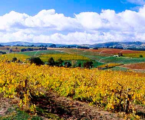 Autumnal vineyards near Blewitt Springs   South Australia      McLaren Vale