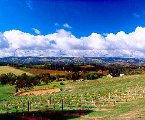 Young vineyard near Blewitt Springs   South Australia      McLaren Vale