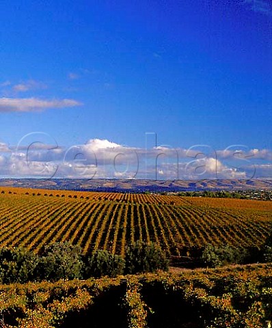 Autumnal expanse of vineyards McLaren Vale   South Australia      McLaren Vale
