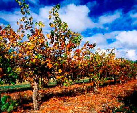 Autumnal old Cabernet Sauvignon vines of   Lake Breeze Wines Langhorne Creek   South Australia     Langhorne Creek