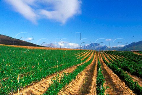 Vineyard of Rustenberg Stellenbosch   South Africa