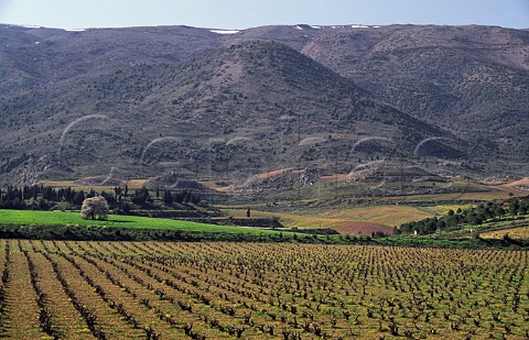 Early spring view over vineyards of Chateau Kefraya Bekaa Valley Lebanon