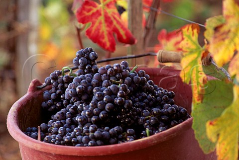 Harvesting Pinot Noir grapes in   Les Chaillots vineyard of Louis Latour   AloxeCorton Cte dOr France  Cte de Beaune Premier Cru