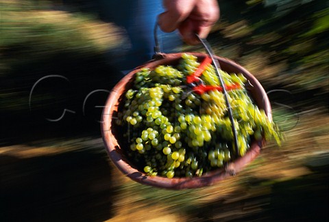 Harvesting Chardonnay grapes in   vineyard of Louis Latour on the Hill of   Corton AloxeCorton Cte dOr France  Corton Charlemagne