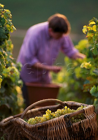 Harvesting Chardonnay grapes into a   traditional wicker basket in vineyard of   Louis Latour on the Hill of Corton   AloxeCorton Cte dOr France  Corton Charlemagne