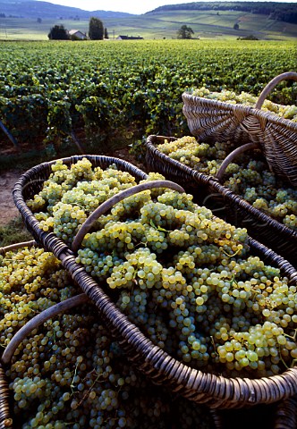 Traditional wicker baskets of Chardonnay   grapes in vineyard of Louis Latour on the Hill of Corton AloxeCorton Cte dOr France  Corton Charlemagne
