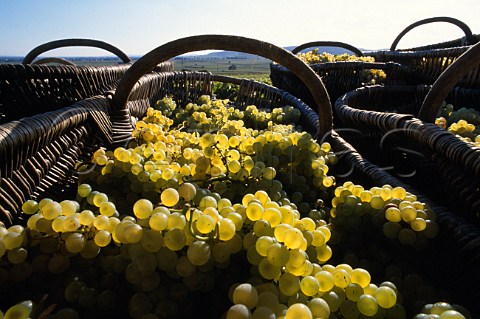 Traditional wicker baskets of Chardonnay   grapes in vineyard of   Louis Latour on the Hill of Corton   AloxeCorton Cte dOr France  Corton Charlemagne