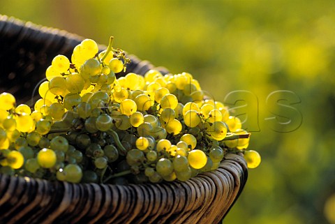 Chardonnay grapes in traditional wicker   basket in vineyard of Louis Latour on the   Hill of Corton AloxeCorton Cte dOr France CortonCharlemagne