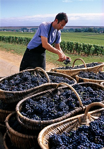 Harvested Pinot Noir grapes in  traditional wicker baskets from   Les Chaillots vineyard of Louis Latour  AloxeCorton Cte dOr France   Cte de Beaune Premier Cru