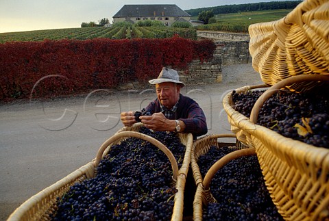 Harvested Pinot Noir grapes in  traditional wicker baskets from   Les Chaillots vineyard of Louis Latour  AloxeCorton Cte dOr France   Cte de Beaune Premier Cru
