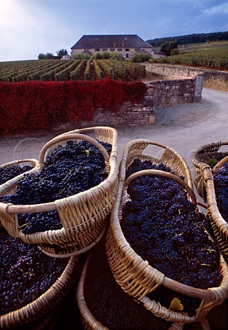 Traditional baskets full of Pinot Noir   grapes with Louis Latours Chteau de   Grancey beyond AloxeCorton   Cte dOr France