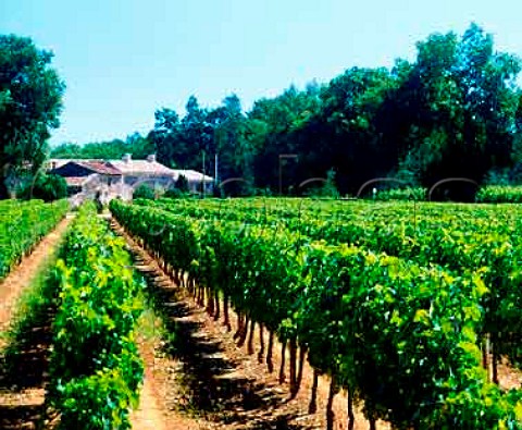 Vineyard at Tourtirac Gironde France   Ctes de Castillon