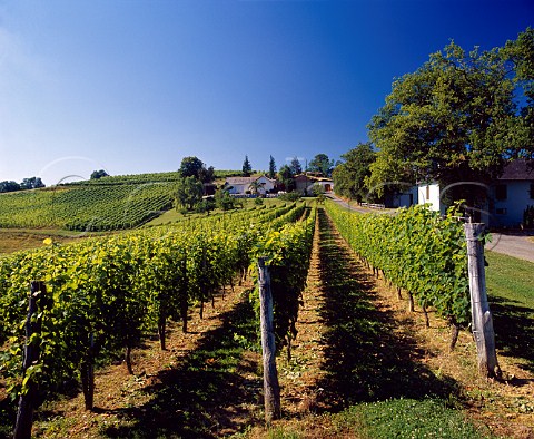 Vineyard of Domaine Bellegarde Monein   PyrnesAtlantiques France   Juranon