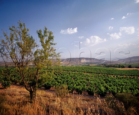 Vineyards of Barn de Ley Mendavia   La Rioja Spain    Rioja Baja