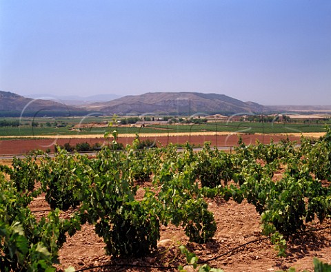 Vineyards and bodegas of Barn de Ley   Mendavia La Rioja Spain    Rioja Baja