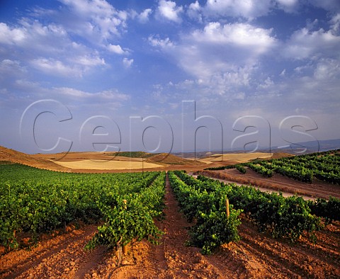 Vineyard near Mendavia La Rioja Spain      Rioja Baja
