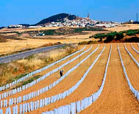 Working in new vineyard at Larraga Navarra Spain   Navarra