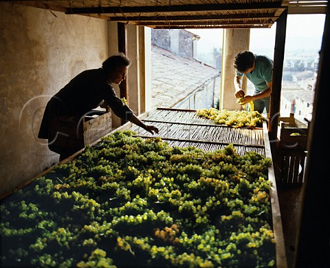 Laying out grapes on rush mats to dry for Recioto at Pieropan Soave Veneto Italy