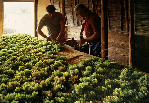 Laying out grapes to dry on rush mats at   Pieropan Soave Veneto Italy