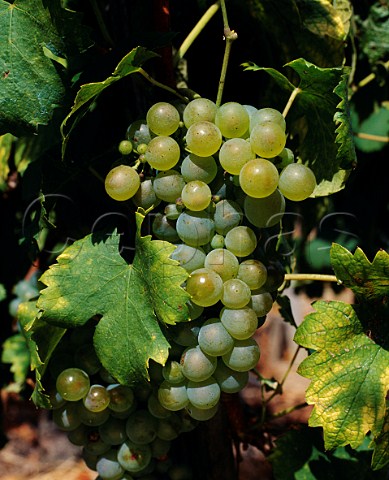 Viognier grapes Condrieu Rhne France