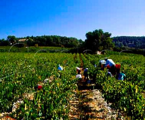 Harvesting Chardonnay grapes in vineyard of Mas de   Daumas Gassac Aniane Hrault France