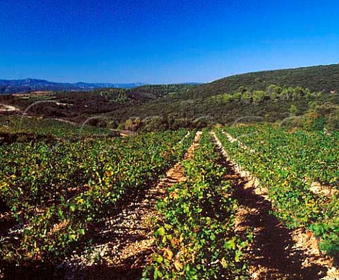 Cabernet Sauvignon vineyard amidst the garrigue at   Mas de Daumas Gassac Aniane Hrault France  Coteaux du Languedoc