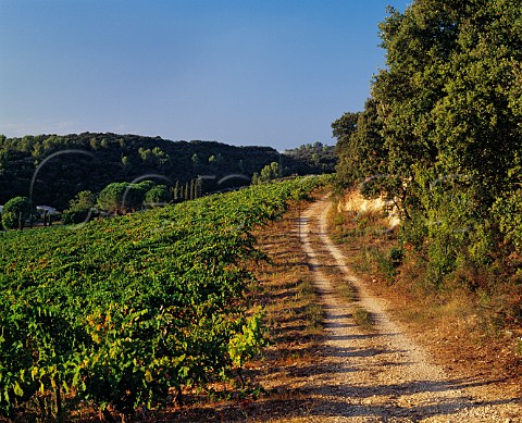 The original Cabernet Sauvignon vineyard of Mas de Daumas Gassac Aniane Hrault France