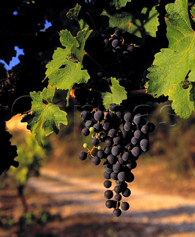 Bunch of Cabernet Sauvignon grapes in the original   vineyard of Mas de Daumas Gassac   Aniane Hrault France