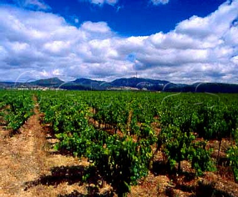 Vineyard at Jonquires Hrault France  Coteaux du Languedoc
