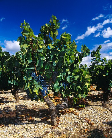Old Carignan vineyard at Jonquires Hrault   France   Coteaux du Languedoc
