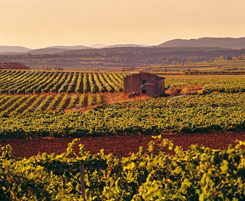 Vineyards of Domaine De Nizas Nizas near Pzenas Hrault France    Coteaux du Languedoc  Vin de Pays dOc