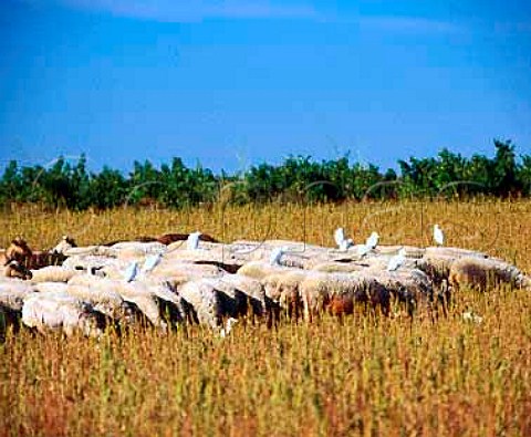 Egrets on sheep next to vineyard   Nizas Hrault France   Languedoc