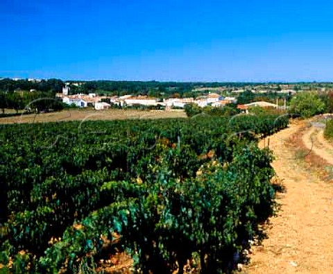 Merlot vineyard of Domaine De Nizas Nizas near Pzenas Hrault France    Vin de Pays dOc
