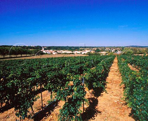 Merlot vineyard of Domaine De Nizas Nizas near Pzenas Hrault France Vin de Pays dOc